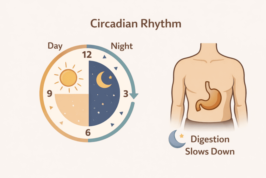 Circadian rhythm illustration showing digestion slowing down at night