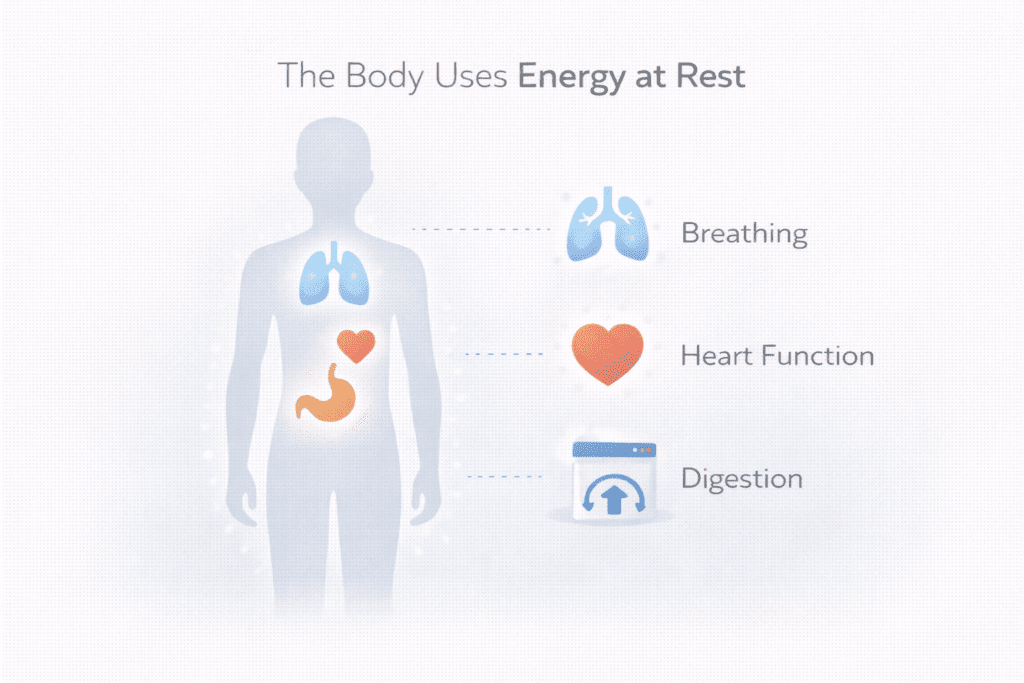 Illustration showing breathing, heart function, and digestion using energy at rest