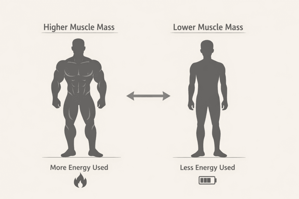 Comparison showing higher muscle mass using more energy than lower muscle mass