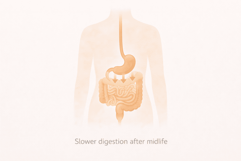 Illustration showing slower digestion after midlife in women